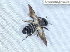 Megachile dinura