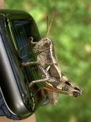 Melanoplus fasciatus