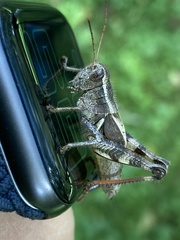 Melanoplus fasciatus