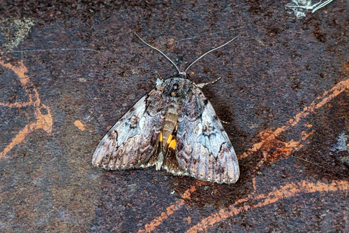 Little Wife Underwing photo 3