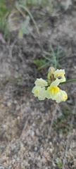 Linaria buriatica