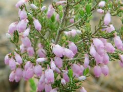 Erica tomentosa
