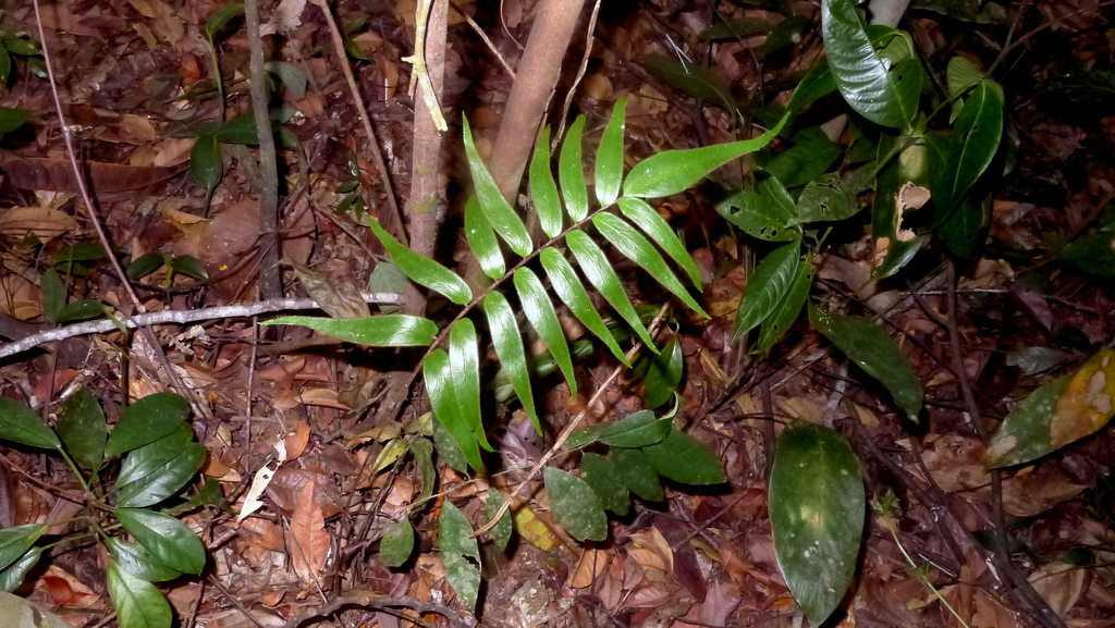 Adiantum dolosum