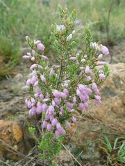 Erica tomentosa