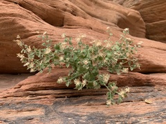 Perityle tenella