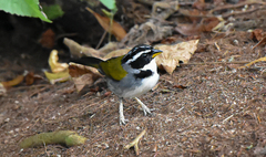 Arremon semitorquatus
