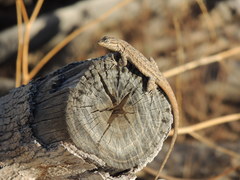 Urosaurus graciosus graciosus