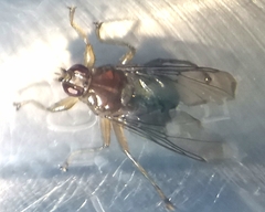 Ornithomya avicularia