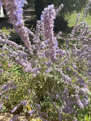 Salvia yangii