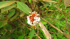 Acokanthera oppositifolia