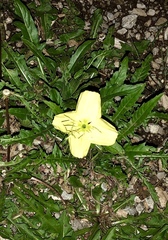 Oenothera triloba