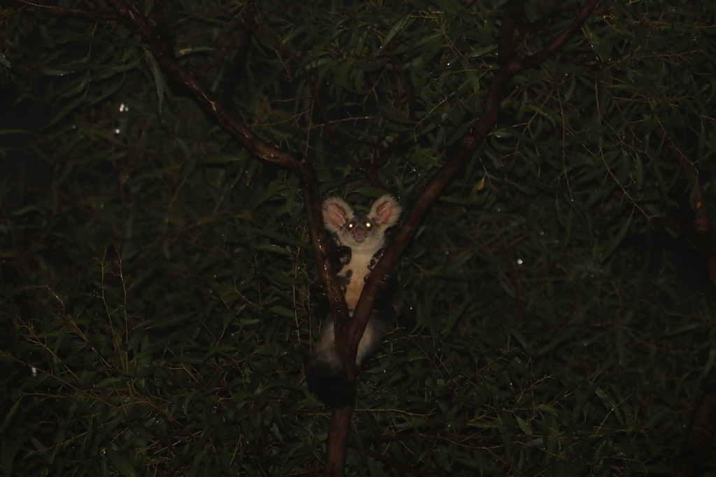 Central Greater Glider