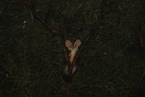 Central Greater Glider
