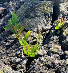 Plantago subnuda