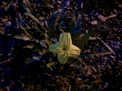 Oenothera triloba