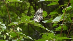 Hestina assimilis