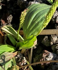 Plantago subnuda
