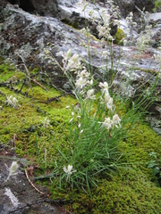 Silene stylosa