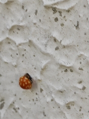 Coleoptera