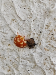 Coleoptera