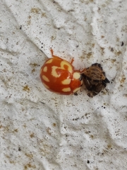 Coleoptera