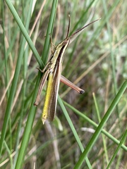 Mermiria intertexta