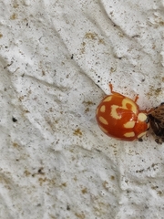 Coleoptera