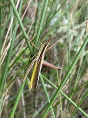 Mermiria intertexta