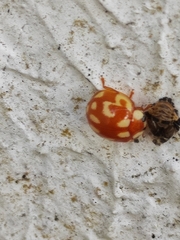 Coleoptera