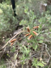 Fimbristylis castanea