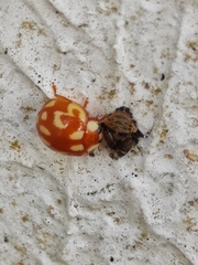 Coleoptera