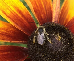 Melissodes illatus