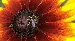 Melissodes illatus
