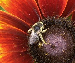 Melissodes illatus