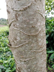 Polyscias kikuyuensis