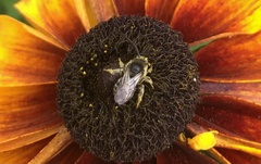Melissodes illatus