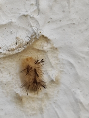 Lepidoptera