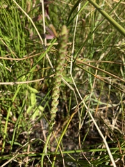 Plantago subnuda