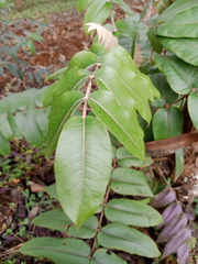 Polyscias kikuyuensis