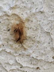 Lepidoptera
