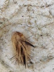 Lepidoptera
