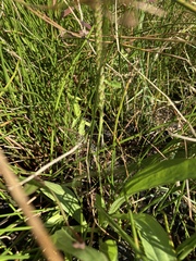 Plantago subnuda