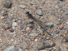 Argia tezpi