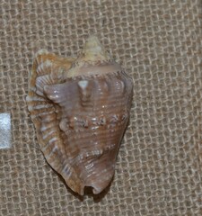Image of Lobatus raninus