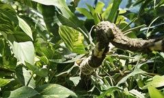 Sceloporus malachiticus