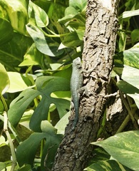 Sceloporus malachiticus