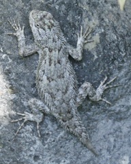 Sceloporus malachiticus