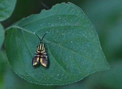 Saptha divitiosa
