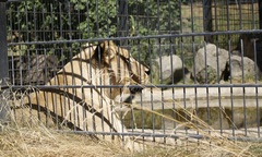 Panthera leo leo