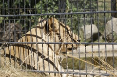 Panthera leo leo